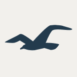 Hollister logo — mens apparel public brand example in Madgicx Labs research